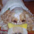funny dog 2