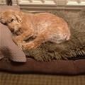 funny dog 3