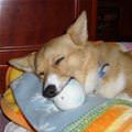 funny dog 2