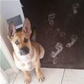 funny dog 3
