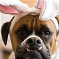 Not The Easter Bunny