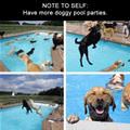 funny dog 2