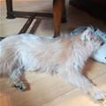 Now A Platypus Dog