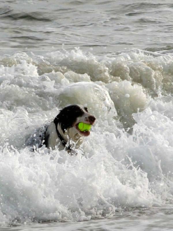 Ocean Fetch