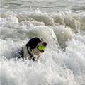 Ocean Fetch