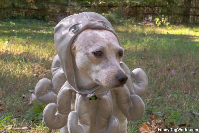 Octo Dog