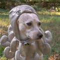 Octo Dog