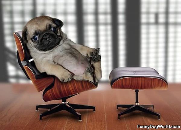 Office Pug