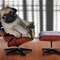 funny dog 2