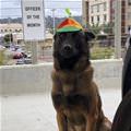 funny dog 4