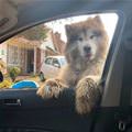 Oh Hello