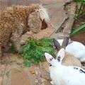 funny dog 2