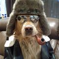Oh Yeaaa Cool Dog