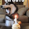 funny dog 1