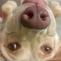 funny dog 1