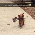 funny dog 4