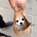 funny dog 2