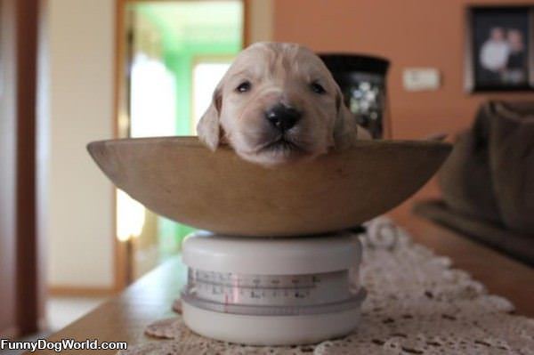 One Bowl Of Dog