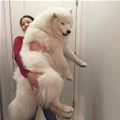One Giant Lap Dog