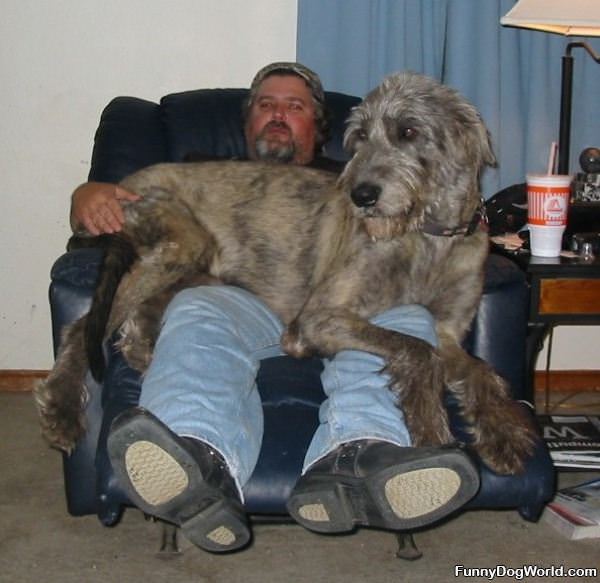 One Large Puppy