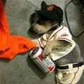 funny dog 4