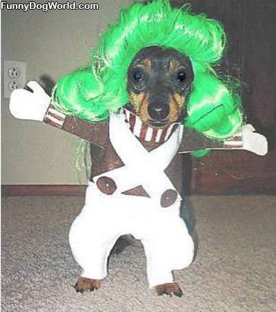 Oompa Dog