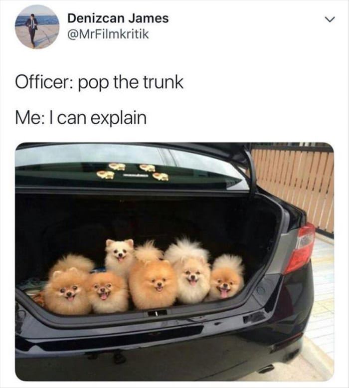 Opened The Trunk