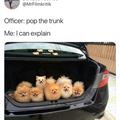 Opened The Trunk