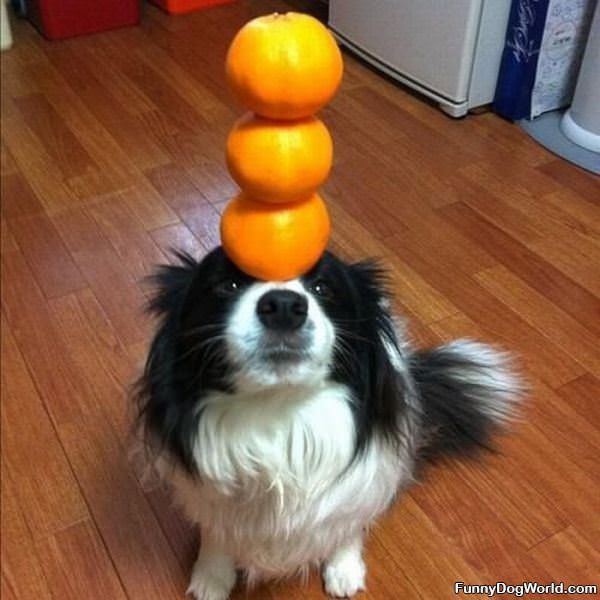 Orange Stacking