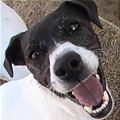 funny dog 1