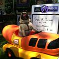 funny dog 3