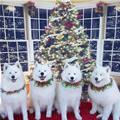 Our Christmas