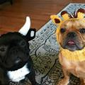 funny dog 5