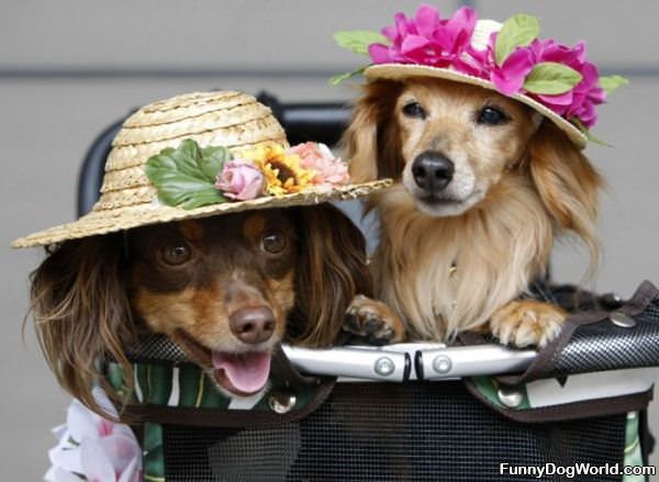 Our Fancy Hats