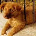 funny dog 2