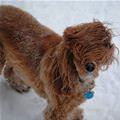 funny dog 5