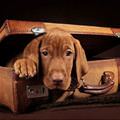 funny dog 1