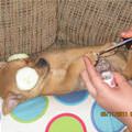 funny dog 4