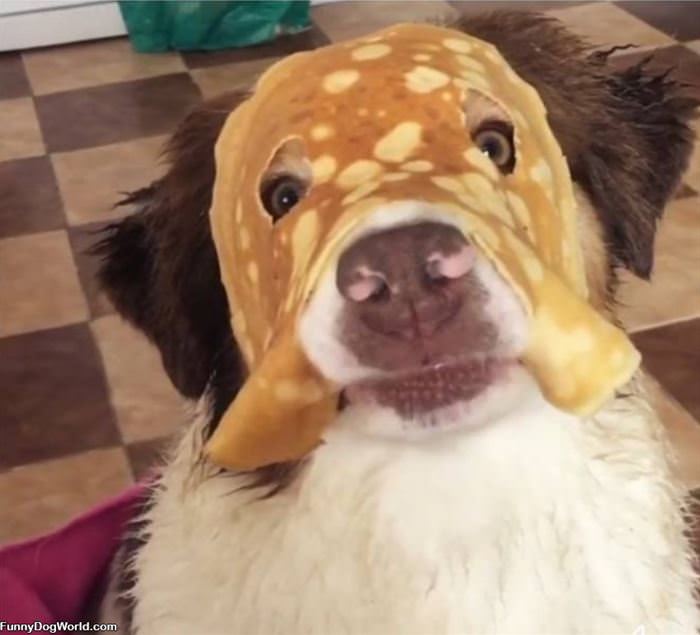 Pancake Dog