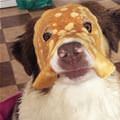 Pancake Dog