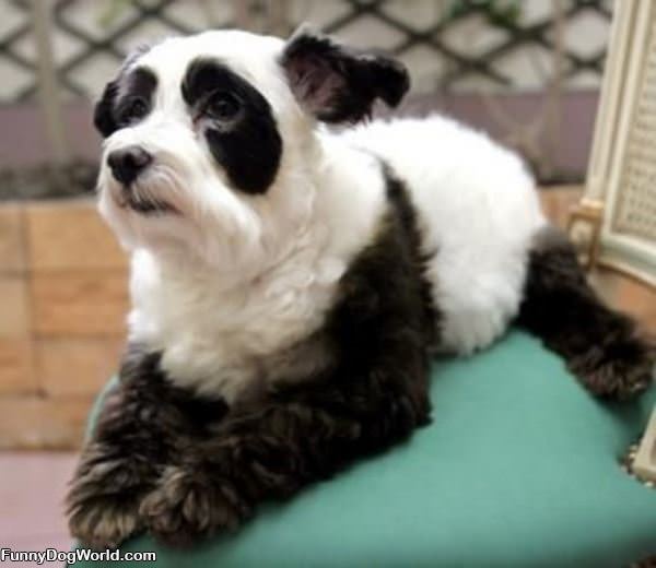 Panda Dog