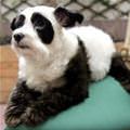 funny dog 3
