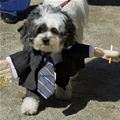 Party Dog Costume