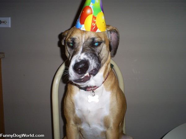 Party Dog Hates Party Hats
