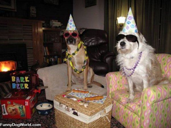 Party Dogs