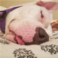 funny dog 1