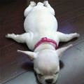 Paws Out
