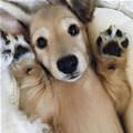 funny dog 3