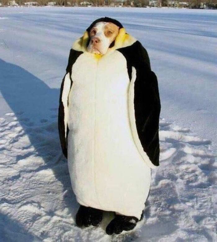 Penguin