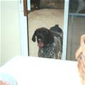 funny dog 2